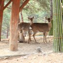 현대사슴목장 이미지