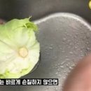 양상추 칼로리 효능 갈변과 유통기한 보관하는 비법 이미지