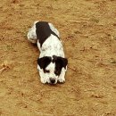 퍼피 투게더 이미지