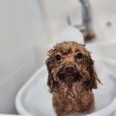 여기는 펫샵 이미지