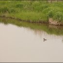 오리한마리 이미지