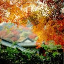 내장산관광안내소 | 전라남도 가볼만한 곳 장성 내장산 백양사, 단풍 절정기 실시간 방문 후기