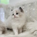 블루랙돌 이미지