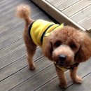 오마이독 이미지