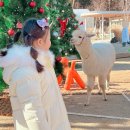 들판의추억목장 | 가평양떼목장 겨울 아이와 가볼만한 곳 썰매 카페 포함이라 더 좋아