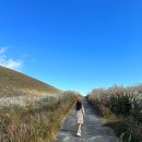 샛별목장 | 제주도 가을 여행 &amp; 날씨 - 새별오름 억새 &amp; 새빌 카페