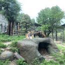 신축호랑이사 이미지