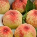 청마농장 이미지