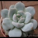 먼로농장 이미지