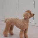 펫 사랑 이미지