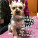 강아지를찾습니다. 요크셔테리어 서울시 광진구 자양4동 이브자리 매장 맞은편 디디치킨건대점 골목에서 실종되었습니다. 이미지