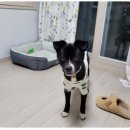 코코네 강아지 미용실 이미지