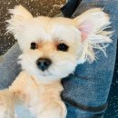 견고하개 이미지