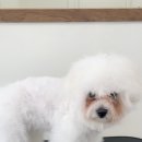 바림 펫그루밍샵 이미지