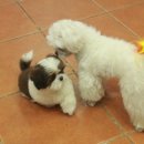 곁에 있을개 이미지