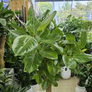 돌미상업로 이미지