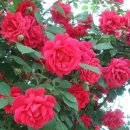 장미로 61 이미지