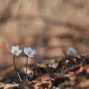 경주 화산곡지-금곡사.. 변산바람꽃, 복수초... 이미지