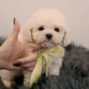 YOMIDOG