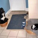 개와고양이 이미지