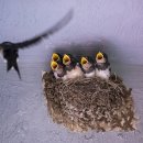 제비초등학교 이미지