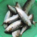 뱃놈물회 이미지