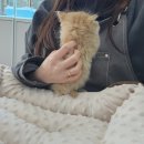 멍냥스타 - 3105 | 멍냥스타
