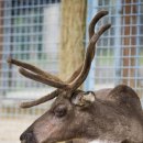 後漢書, 예(濊) 篇 [3편, 4-3], 예인(穢人)은, 색목인(色目人)? 이미지