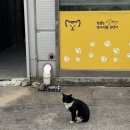 장보는 강아지와 고양이 음성대소점 이미지