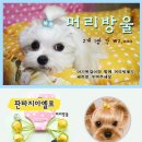 판타지아 펫 이미지