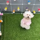 맘바이 루프탑 테라스 강아지 애견호텔 애견유치원 이미지