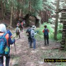 편백나무숲 이미지