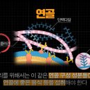 연골 이미지