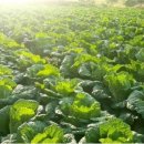 이경미농장 이미지