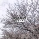 장안벚꽃길 이미지