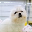 멍스타 김포강아지 분양 이미지