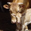 김길순농장 이미지