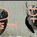 부엉이 - 천안시 서북구 성정공원3길 8 | 부엉이