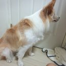 어메이징펫 이미지