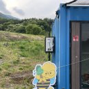 부산 근교 꽃구경 울산 메밀밭 메밀꽃.