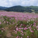 보리밥이야기 티스토리