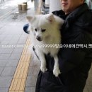 요미 펫택시 이미지