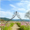 용수천 | 세종 코스모스 명소 용수천 숲뜰근린공원