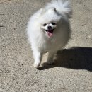 봉화강아지마을 이미지