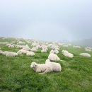 강정한우마을 이미지