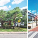 시청앞 가로수길 이미지