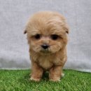 강아지분양 애견입양 아이러브독 대구점 말티푸 미니비숑 포메 | 13년 전통 아이러브독 인천점: 믿음직한 강아지 분양과 특별한 사후 관리!