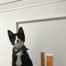 원덴탈 | 고양이치약추천 캣디피 원미닛 치약 덴탈 칫솔 치석제거 후기