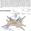 Re: 근막(fascia) 조직의 mechanotransduction CHA 피드백 루프!! 최신 논문 이해!! 이미지