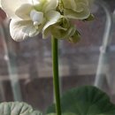 핑크부동산중개사무소 이미지